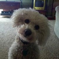 Bryan Ingerslev (@dmsodbuster1) 's Twitter Profile
