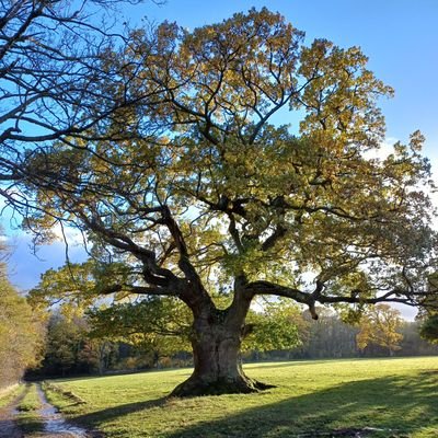 kilmaha's profile picture. Kilmaha Forestry & Countryside Services