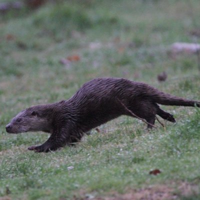 Pathways is a conference and training program designed to address the myriad issues that arise as people and wildlife struggle to coexist sustainably.