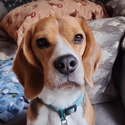 graciemaebeagle Profile Picture