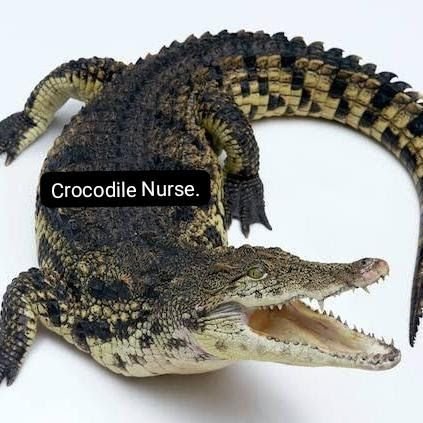 Crocodiles For Pets.