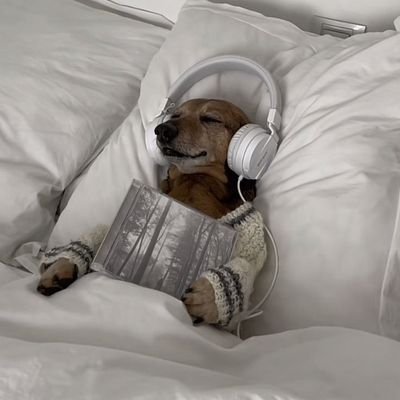 albalvselain's profile picture. Soy igual que en la cuenta normal pero llorando y quejándome por lo mismo todos los días😁