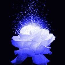 bardiebea's profile picture. 