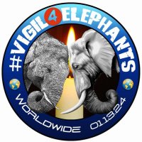 Vigil4Elephants(@Vigil4Elephants) 's Twitter Profile Photo