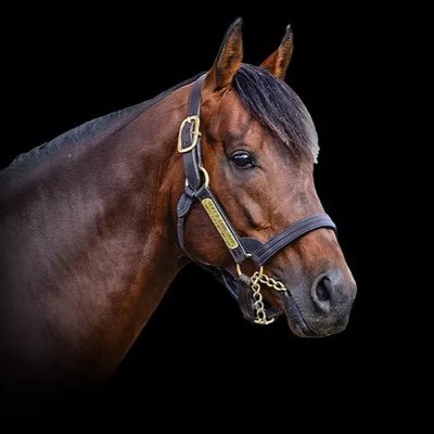 Thoroughbred Stallion - Multiple Group 2 & Group 3 Winner - Standing at Bombora Downs on the Mornington Peninsula in 2024