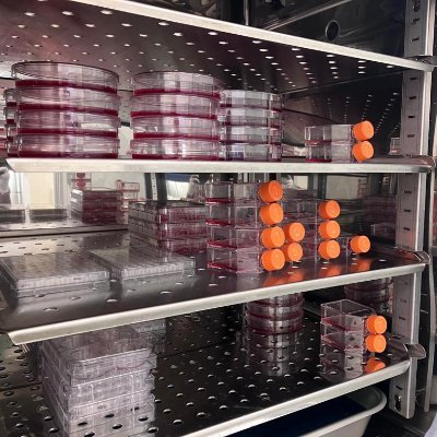 Immigrant PhD student of Biomedical Science, navigating uncharted territories away from home.