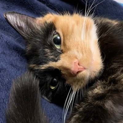 im_srini_72's profile picture. 