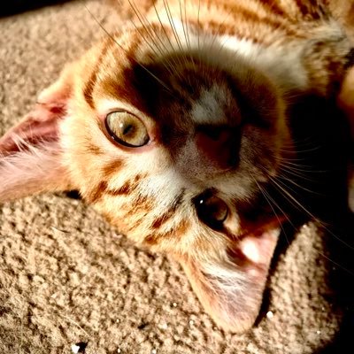 Mozzlington's profile picture. 👾 Silly straws are severely underrated and I own way too many plaid shirts.