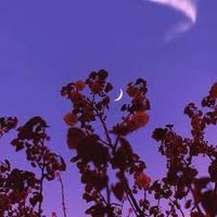 Leon (@dolikno63491) 's Twitter Profile