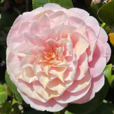 estnr's profile picture. BLS、FAを勉強しています。 のんびりいきます。医療従事者ではありません。ACL断裂、MCL損傷。半月板一部取りました。