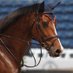 GameReady for Horses (@gamereadyhorse) Twitter profile photo