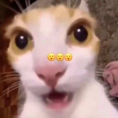 hornyjail4r's profile picture. 21 y/o | Only here to see boobs ☝🏻