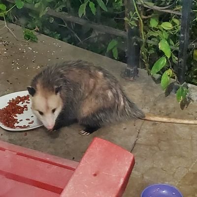 shawnalaree's profile picture. #Ukraine🇺🇦  #AntiFascist🇺🇲 Cat Mom
 #WomensMarchOnWashington2017
Venmo @cleocatra