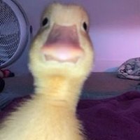 Dxckness🐤 (@dxckness_) 's Twitter Profile