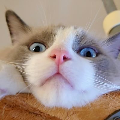 ふぇのんさんのプロフィール画像
