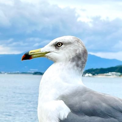 どこにでもいる食いしん坊カモメの日常アカウント。だいたいいつもゲームしたり水族館行ったりお食事したりお出かけしたりしてます。ゲームのことや日常のあれそれやその他興味のある物事について、それはもう好きなままに呟きます。アイコンはウミネコ。よろしく。