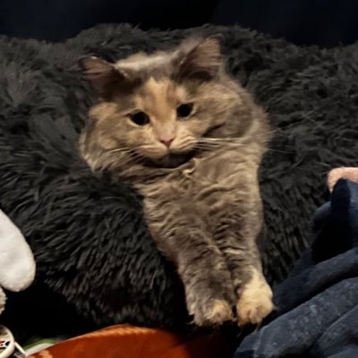 bootortie's profile picture. 22 y/o🔮✨ graphic design student🌺 i love my cat, geology, crocheting, and mycology🌼🍄🐚🌷🧶