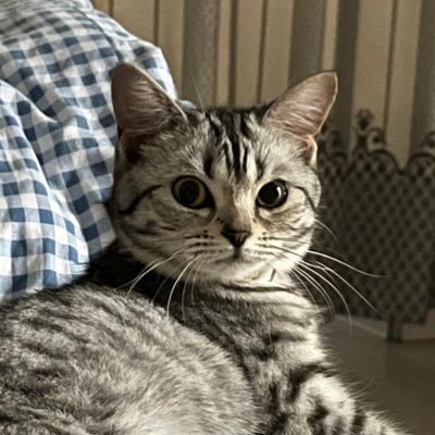 JoyQiii's profile picture. 