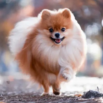 🐾 Pom Enthusiast 🐶 | Spreading love, fluff, and Pomeranian charm! ✨ | Dedicated to the cutest furballs on the planet 🍑 | #PomeranianLove #xcafo