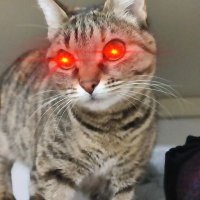 Micha 😸 (@tuntrader) 's Twitter Profile