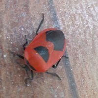 దుబాసి (@bbtelugurev) 's Twitter Profile Photo