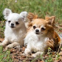 Chihuahua lover(@Chihuahua_gangs) 's Twitter Profile Photo