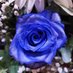 peridon (@siamomessimale) Twitter profile photo peridon (@siamomessimale) Twitter profile photo