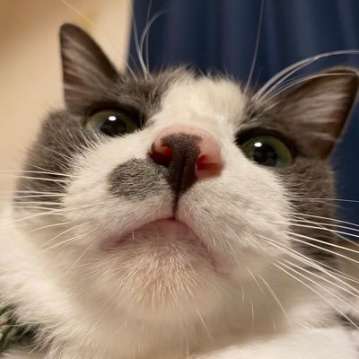 azuzu_no_sense's profile picture. laravelを勉強中の初心者です。 勉強の記録と役立つ情報を発信していきます。 ガジェットも好きなのでそこらへんも発信できたらいいなって思ってます！