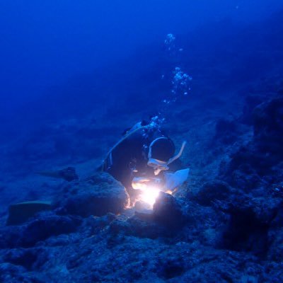 水産の研究員/日本のどこかでのんびり貝を研究しています。/趣味は電灯潜りと浜歩き。潜水士。