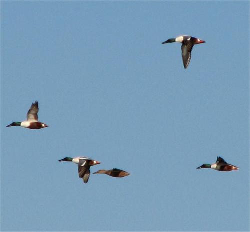 Nell'800 era la tenuta di C.A. Pizzardi, la donò a beneficio della sanità pubblica. Fu risaia fin oltre il 2°dopoguerra, oggi è un'oasi di natura e birdwatching