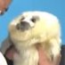 (🦭) (@selfsidestuff) Twitter profile photo (🦭) (@selfsidestuff) Twitter profile photo