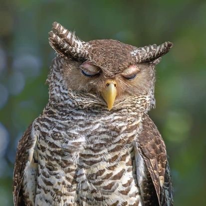 IF ONLY CLOSED MIND , CAME WITH CLOSED MOUTHS
#atheist
🦉