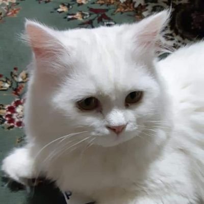 RgozNihat75402's profile picture. 