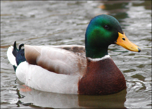 You may know me from the Free Ducktoad Movement.