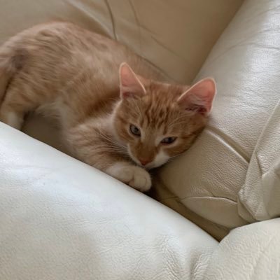 Nikub0b's profile picture. yes