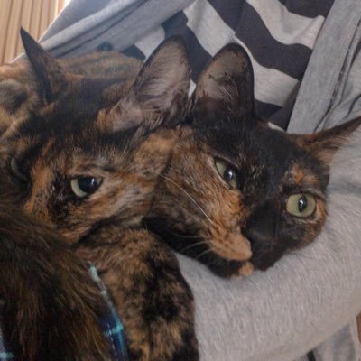 ShimayuSti's profile picture. 都立高専→札幌の大学→SIer→受託とかコールセンターとかうろうろ→自社開発エンジニア職。2にゃん2子。社会的立場を考慮して発言しているつもり。ちなヤクちなハム。