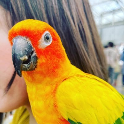 麻雀垢でしたが、日本の政治がやば過ぎて最近は政治系の投稿がメインです。 危険牌読みを頑張る じゃらじゃら女子 毎週末都内の雀荘に出没したりしなかったり。鶏肉が苦手。豚肉は好き。