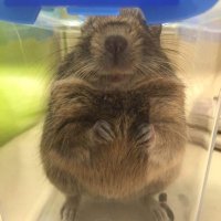 ピロリ菌 (@pipiro0228) 's Twitter Profile