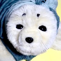 neo⚙️📗「うちにはアザラシがいます」 (@neosoft9) 's Twitter Profile Photo neo⚙️📗「うちにはアザラシがいます」 (@neosoft9) 's Twitter Profile Photo