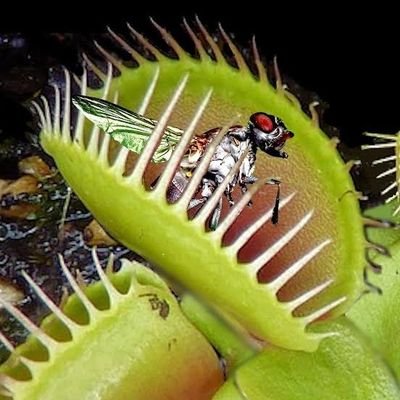 Bug_Biter Profile