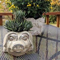 Zen Pig's - Best Bakery Secrets! (@zenpigsavornow) 's Twitter Profile