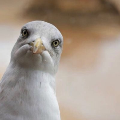 Mouette