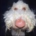 bacon (The real king of the Crescent Isle) (@baconsot) Twitter profile photo bacon (The real king of the Crescent Isle) (@baconsot) Twitter profile photo