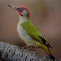 El Montero (@elmontero886392) 's Twitter Profile Photo