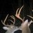 wallowel's profile image