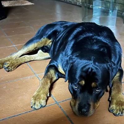 Rottweiler fan…. ok most dogs…actually all animals and some humans… Metal and Rock 🎶 Motor racing fan so fossil fuel sniffer💀🏎️ Viva RSA-USA 🇺🇸 refugees!