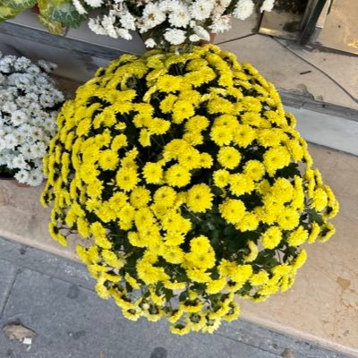 ErcmakErcan's profile picture. 