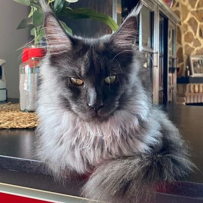 mar_xana's profile picture. Gatos maine coon