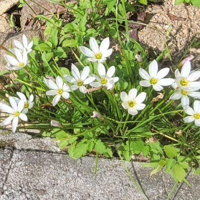 ForestSentinel1's profile picture. 