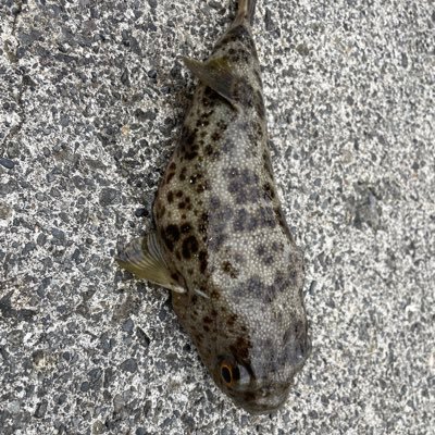 tsuribito130's profile picture. フカセ釣り、カゴ釣り、エビ撒き釣りの人。どうぞよろしく。 愛車はHONDA 400X